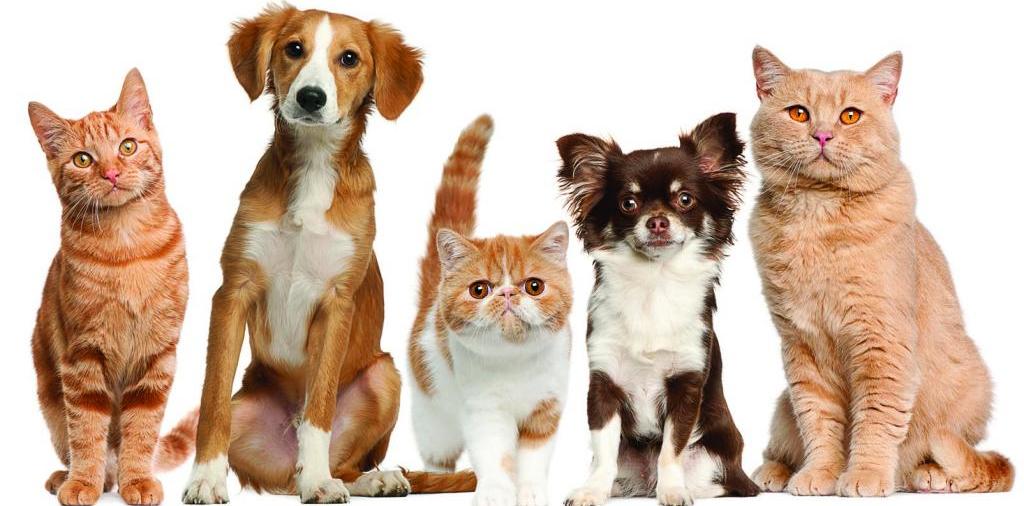 Доска объявлений о животных | ЗооТом - продажа, вязка и услуги для животных в Олонце