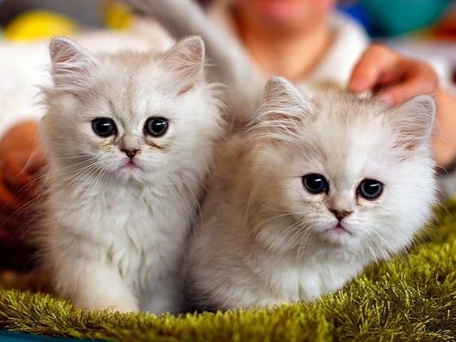 Породы кошек в Олонце | ЗооТом портал о животных