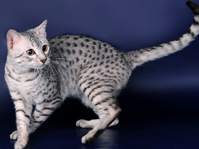 Породы кошек в Олонце | ЗооТом портал о животных