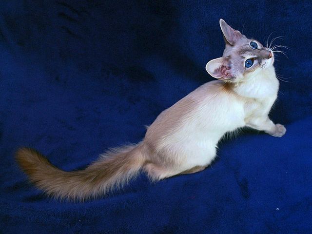 Выведенные породы кошек в Олонце | ЗооТом портал о животных
