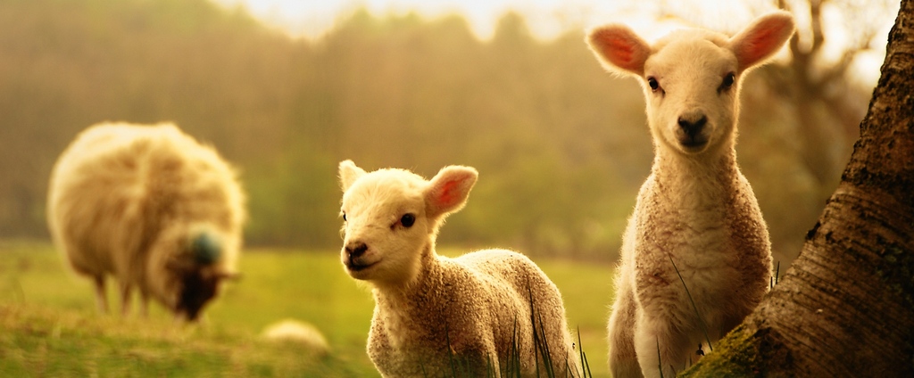 Объявления о сельскохозяйственных животных | ЗооТом - продажа, вязка и услуги для животных в Олонце