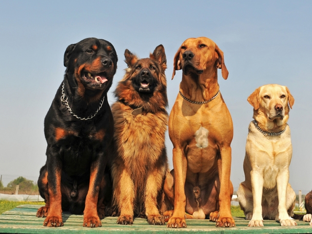 Крупные породы собак в Олонце | ЗооТом портал о животных