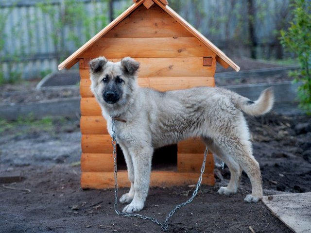 Все о собаках в Олонце